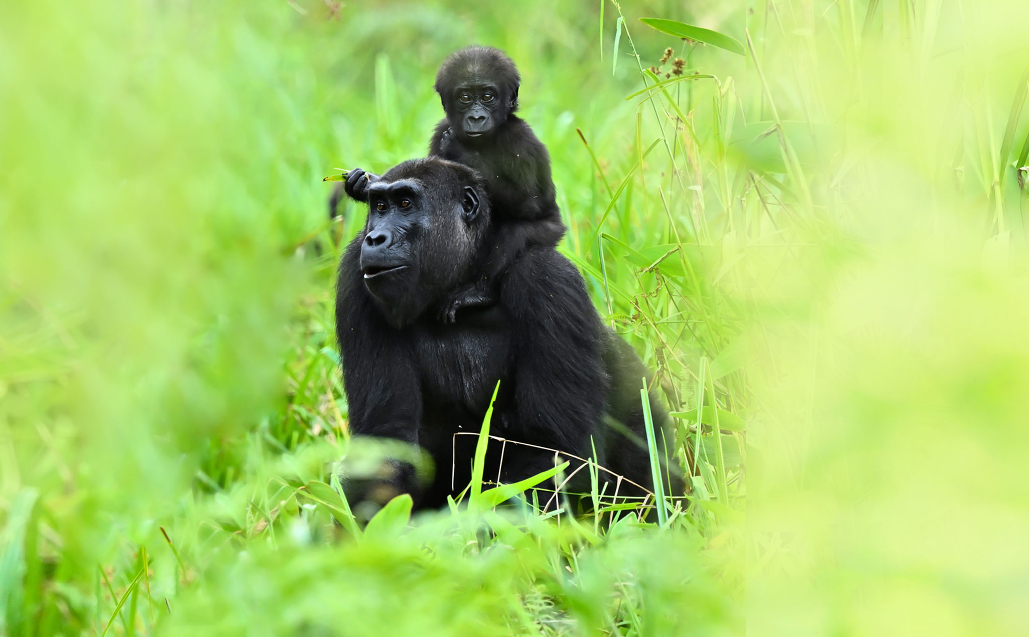 DISCOVER GABON