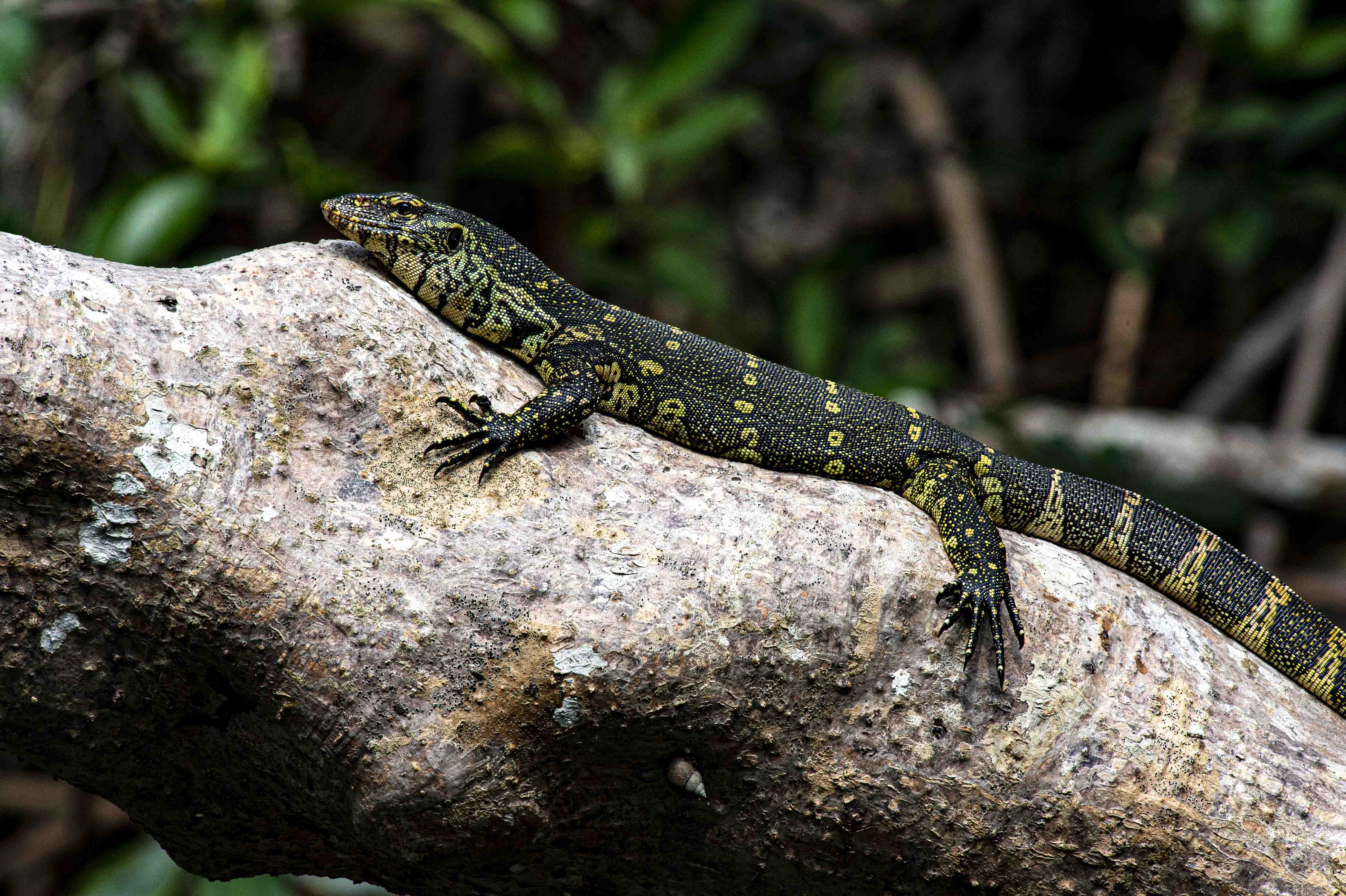 DISCOVER GABON NATIONAL PARK