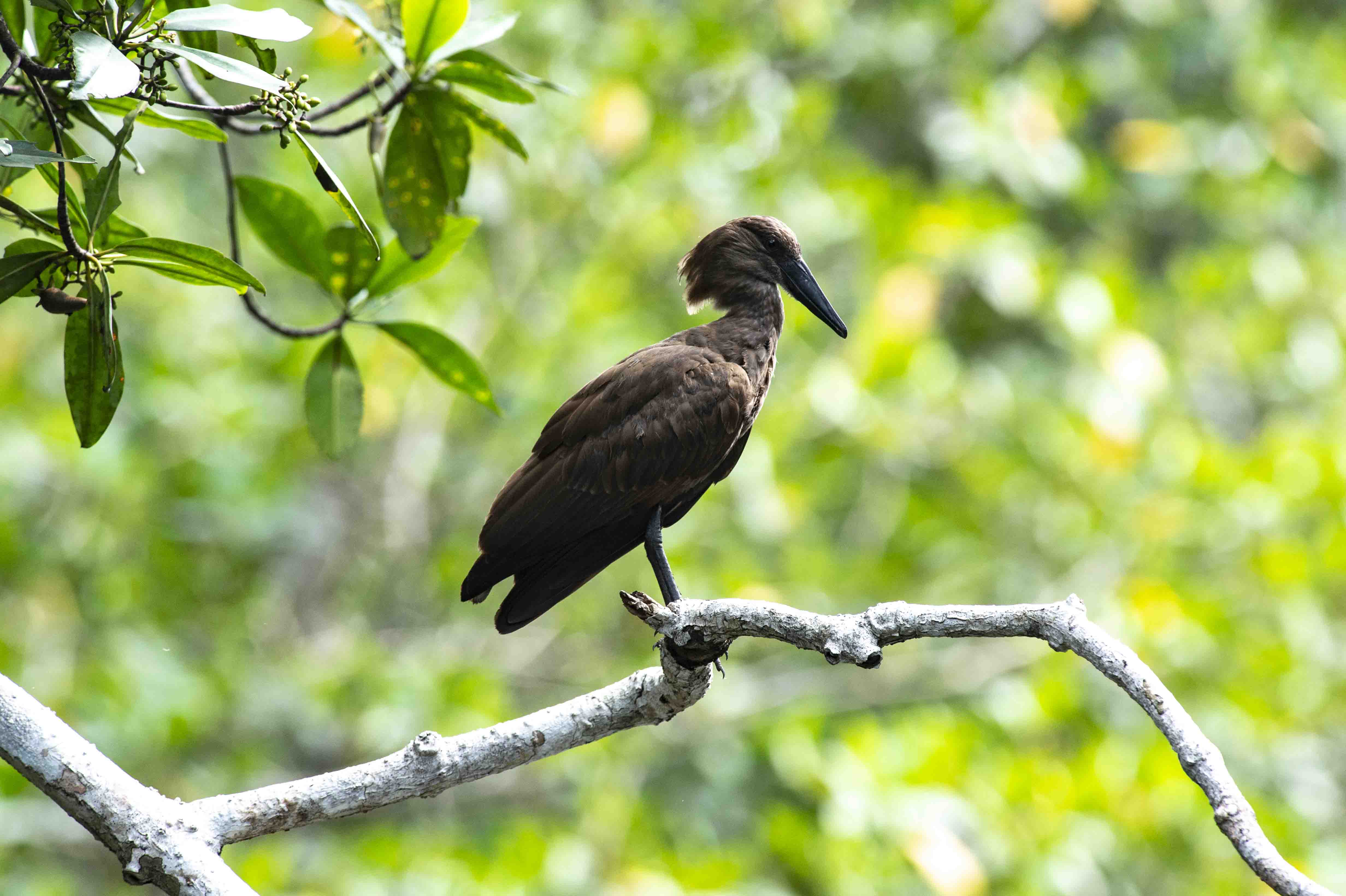 DISCOVER GABON NATIONAL PARK