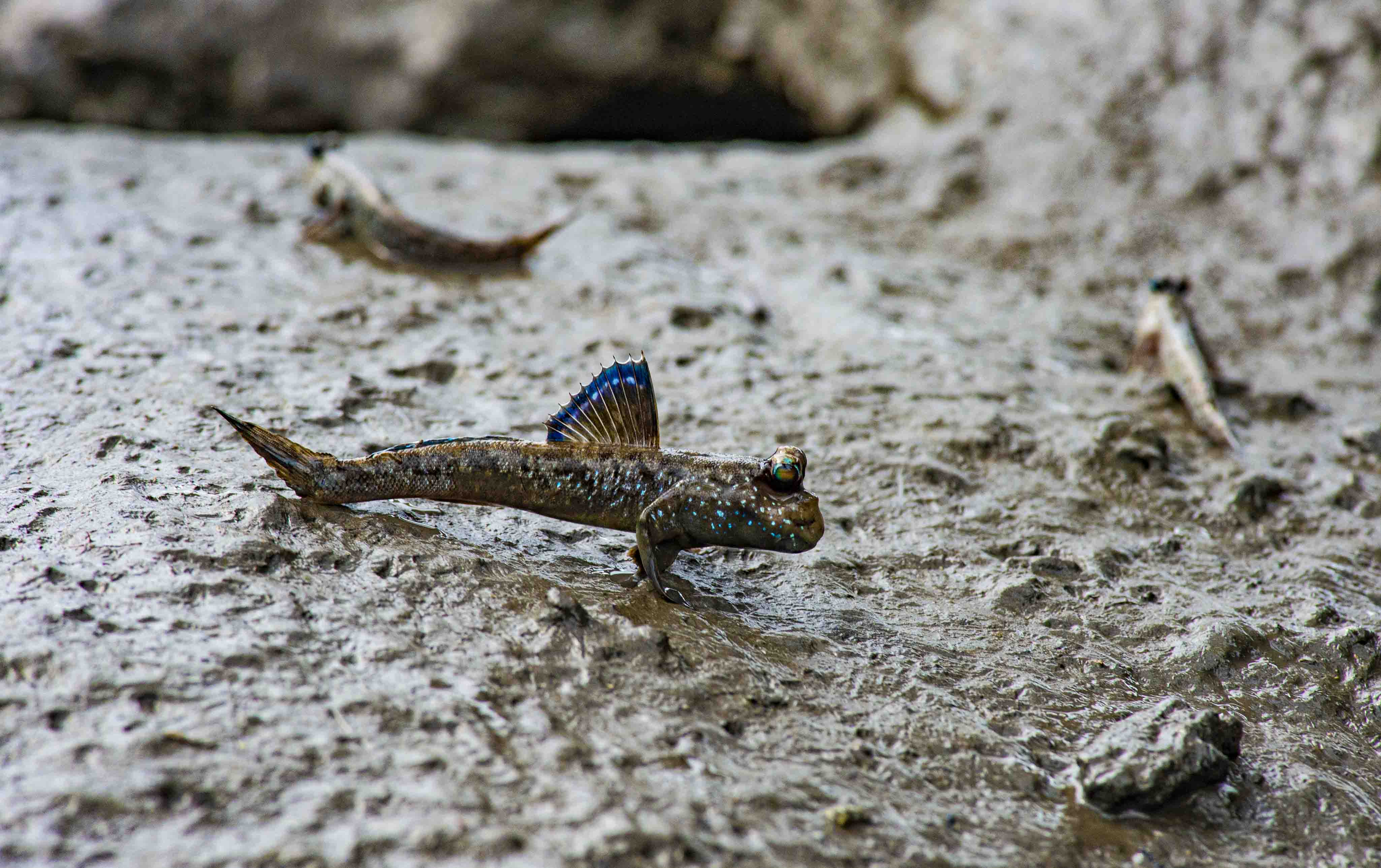 DISCOVER GABON NATIONAL PARK