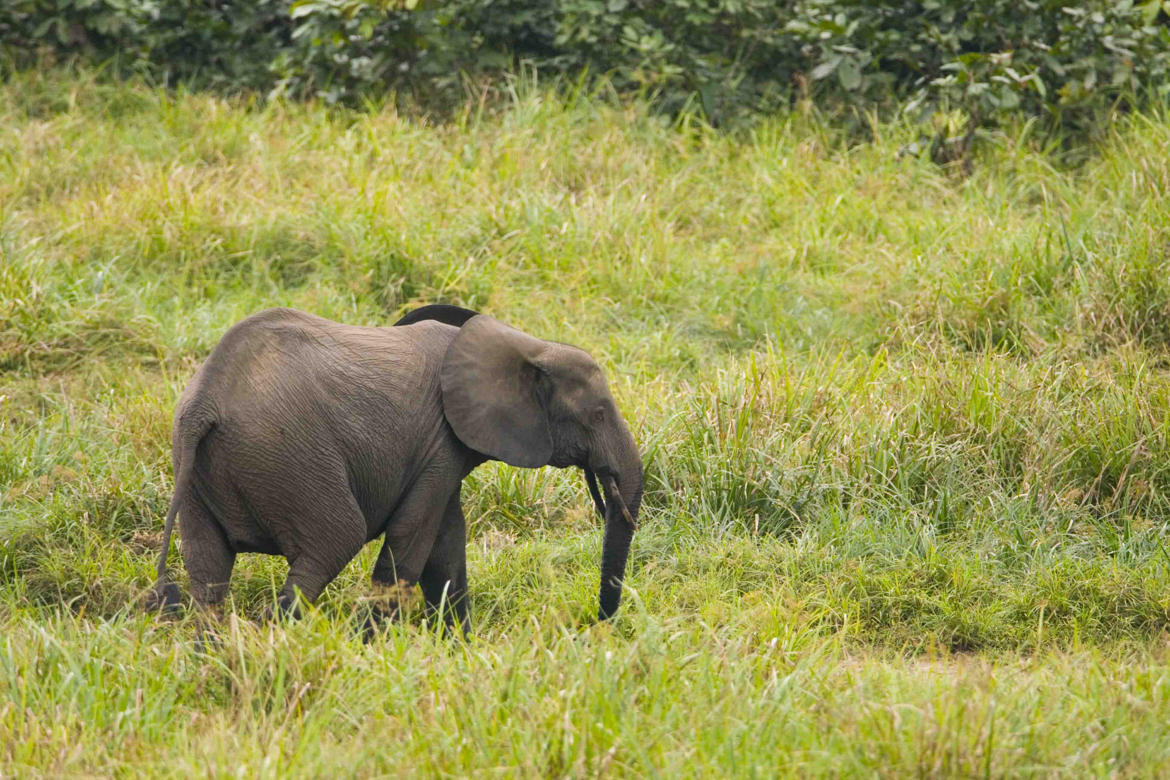 DISCOVER GABON NATIONAL PARK