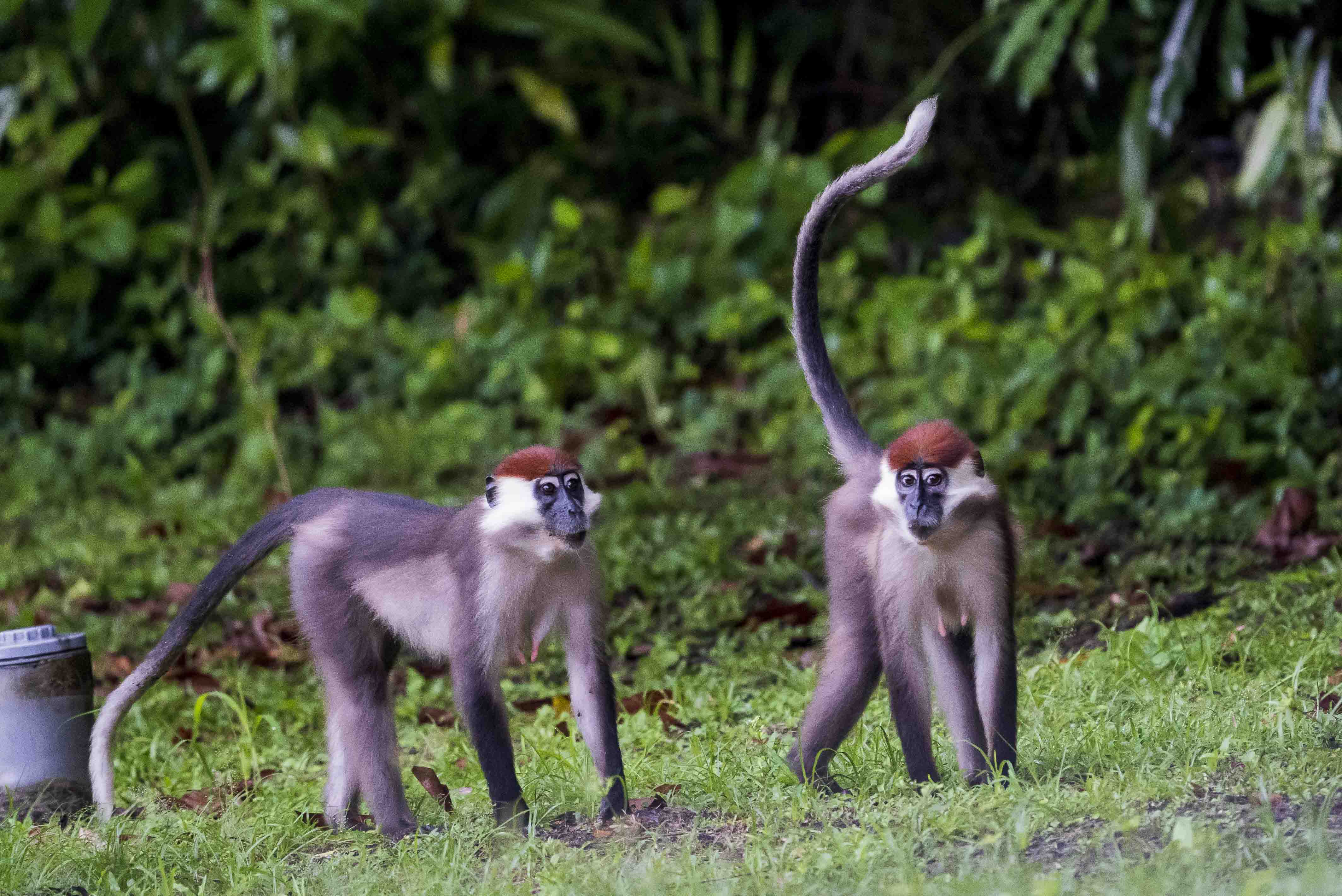 DISCOVER GABON NATIONAL PARK