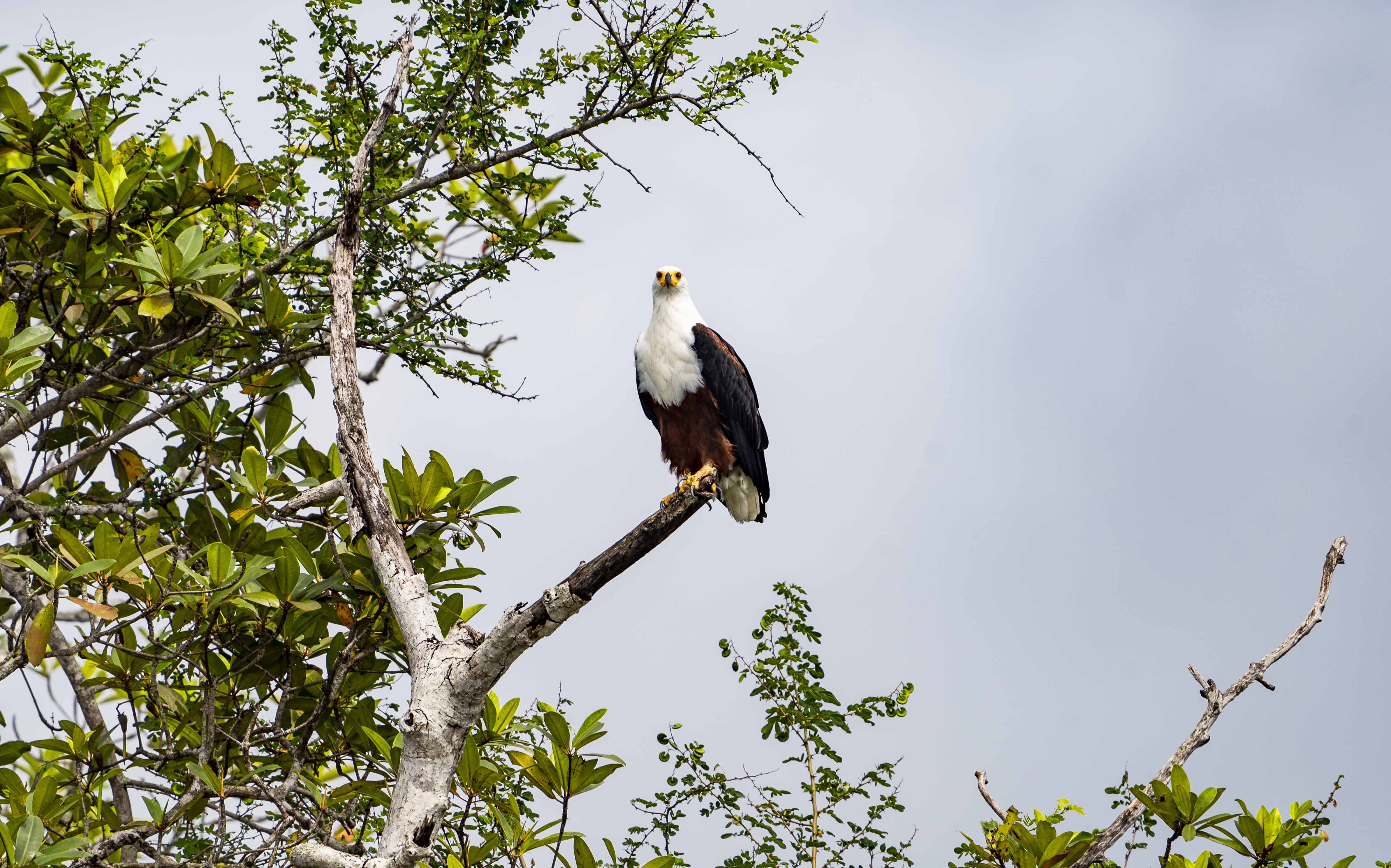 DISCOVER GABON NATIONAL PARK