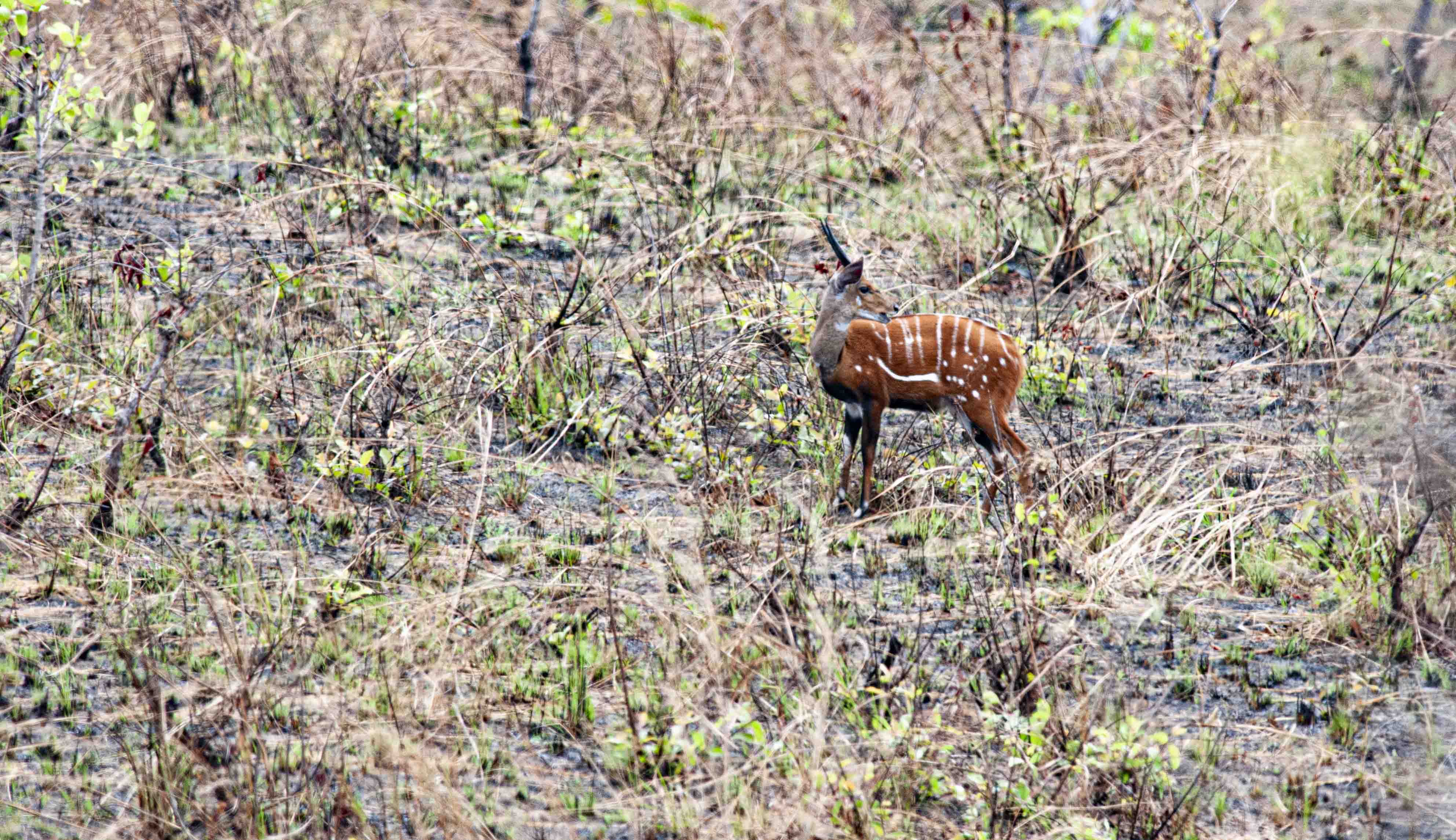 DISCOVER GABON NATIONAL PARK