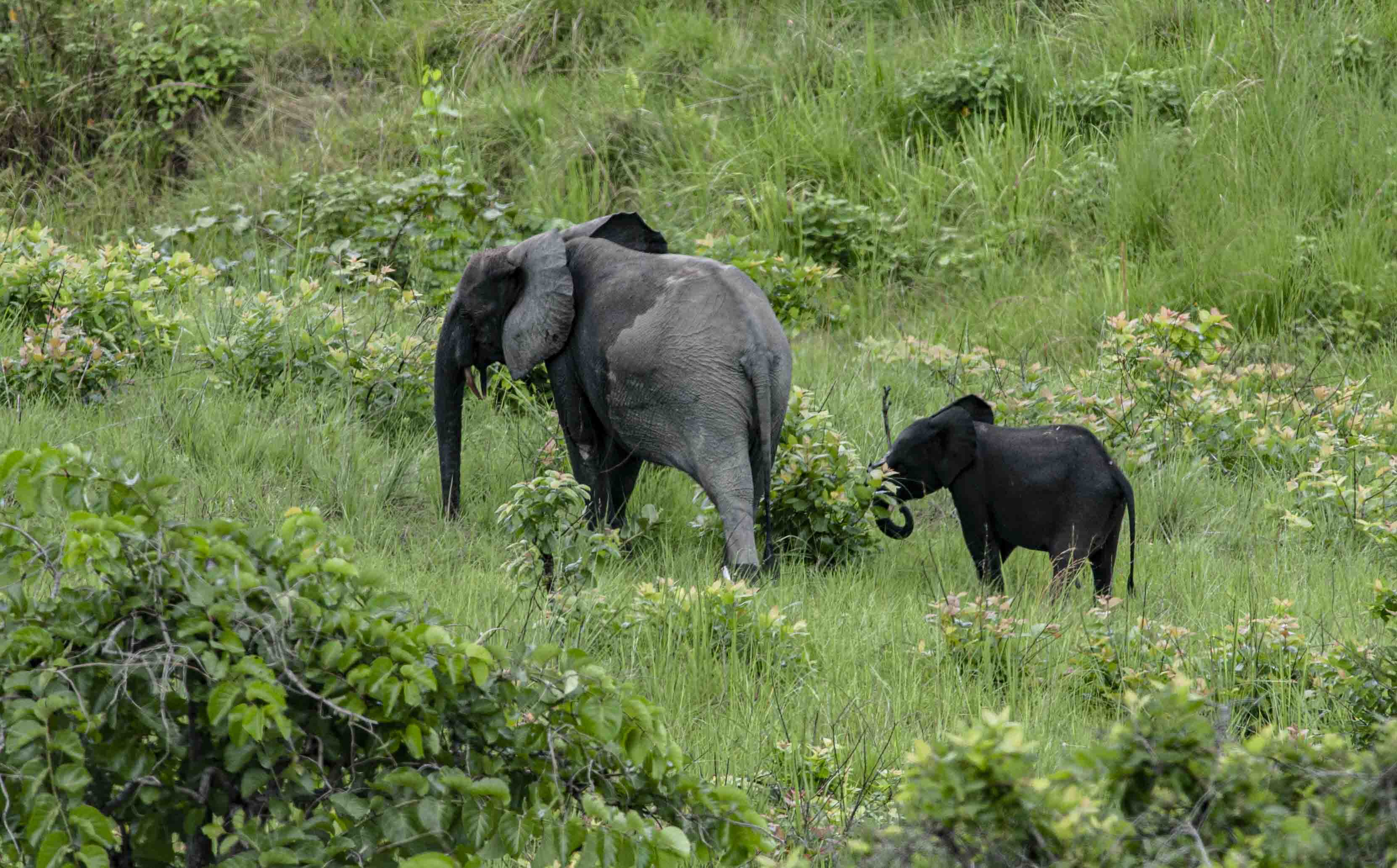 DISCOVER GABON NATIONAL PARK