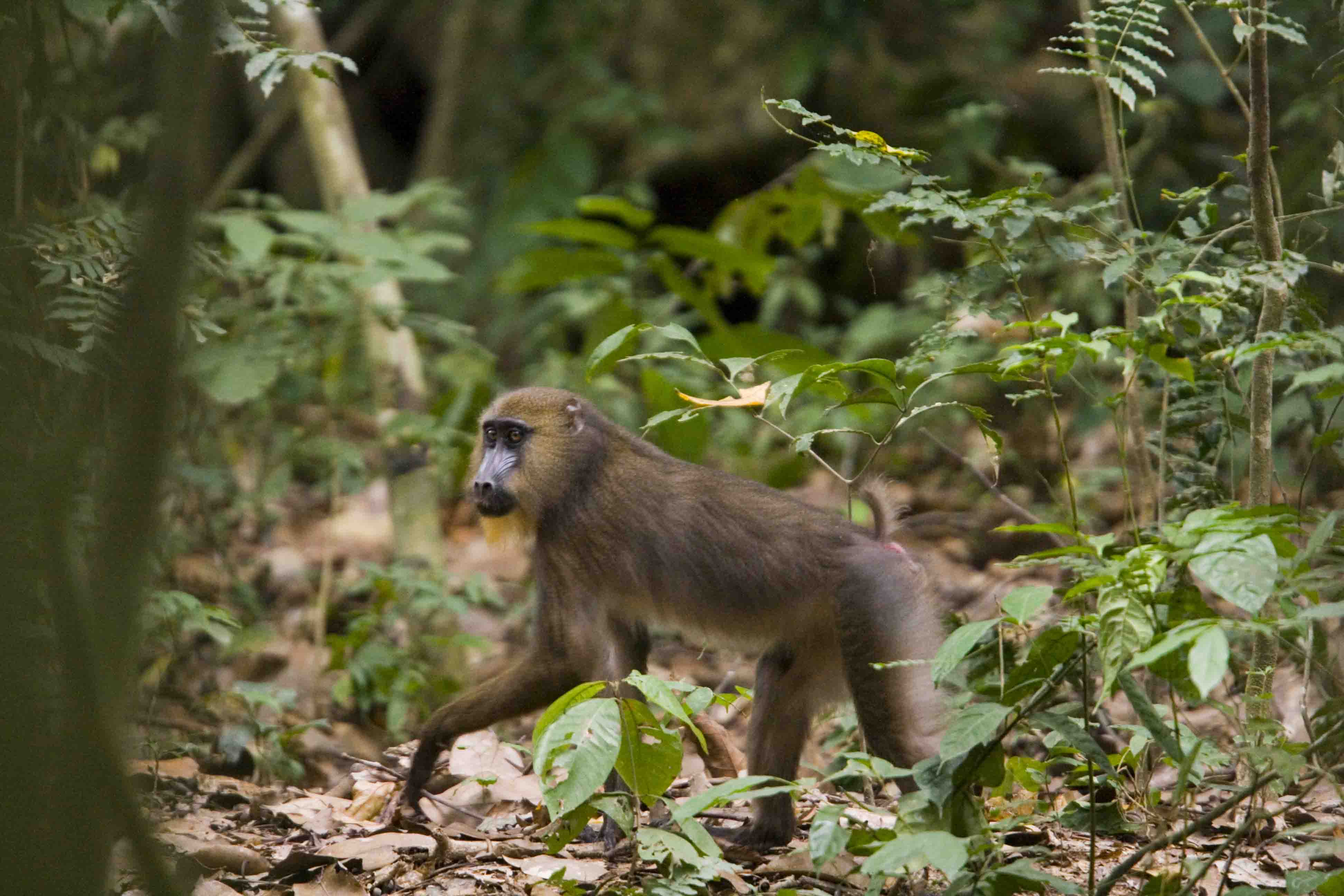 DISCOVER GABON NATIONAL PARK