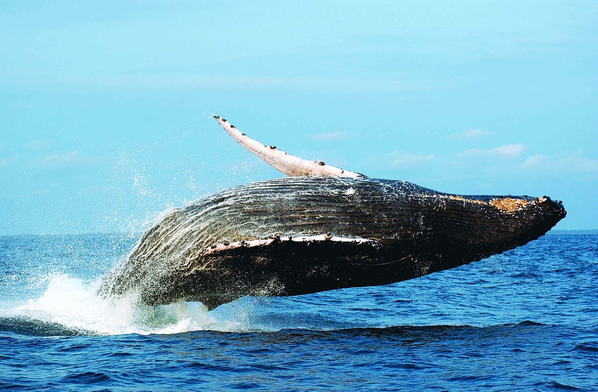 DISCOVER GABON NATIONAL PARK