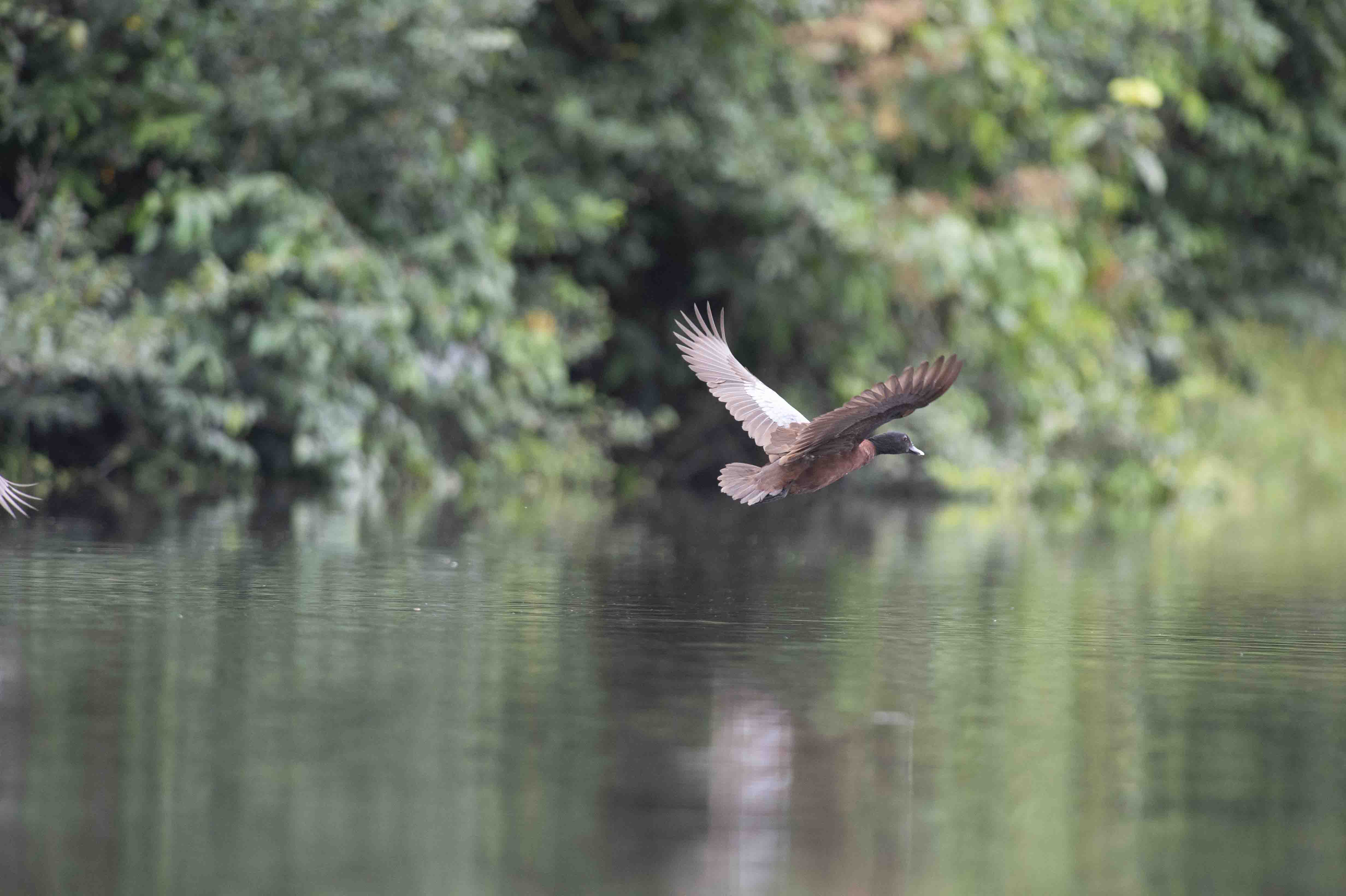 DISCOVER GABON NATIONAL PARK