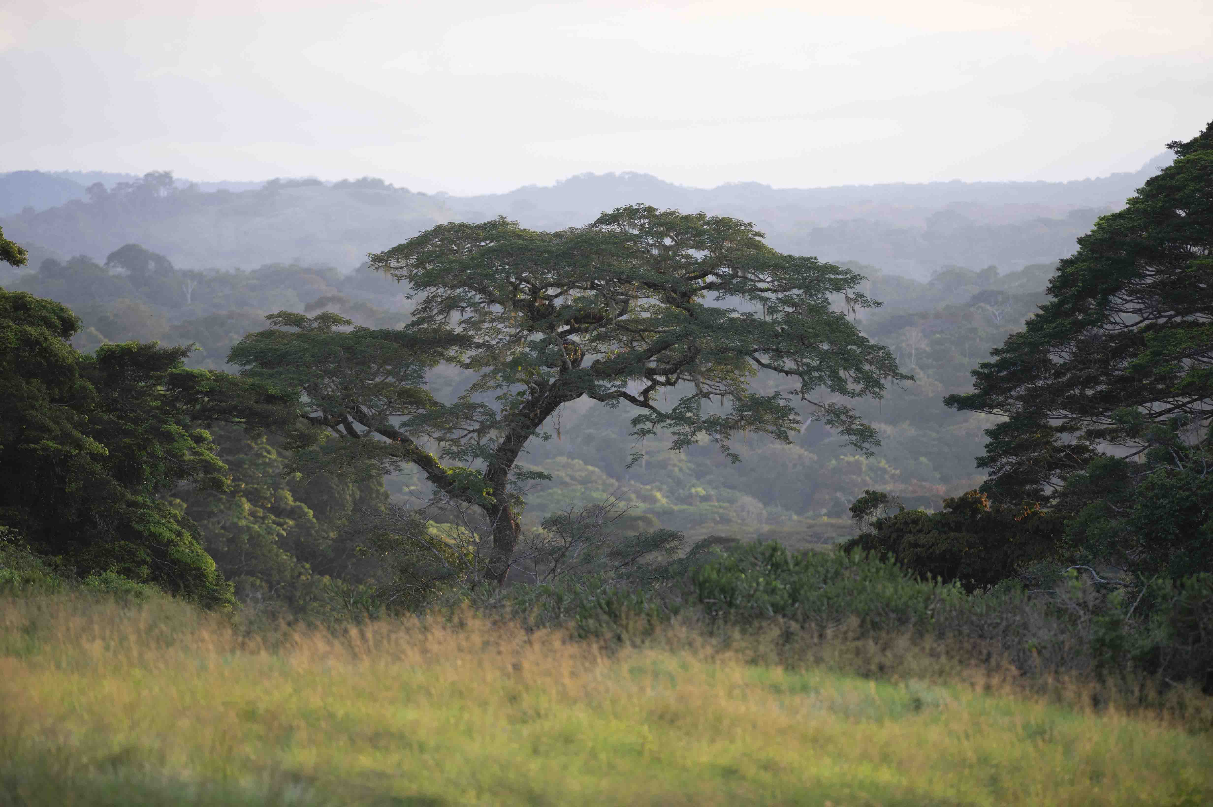 DISCOVER GABON NATIONAL PARK