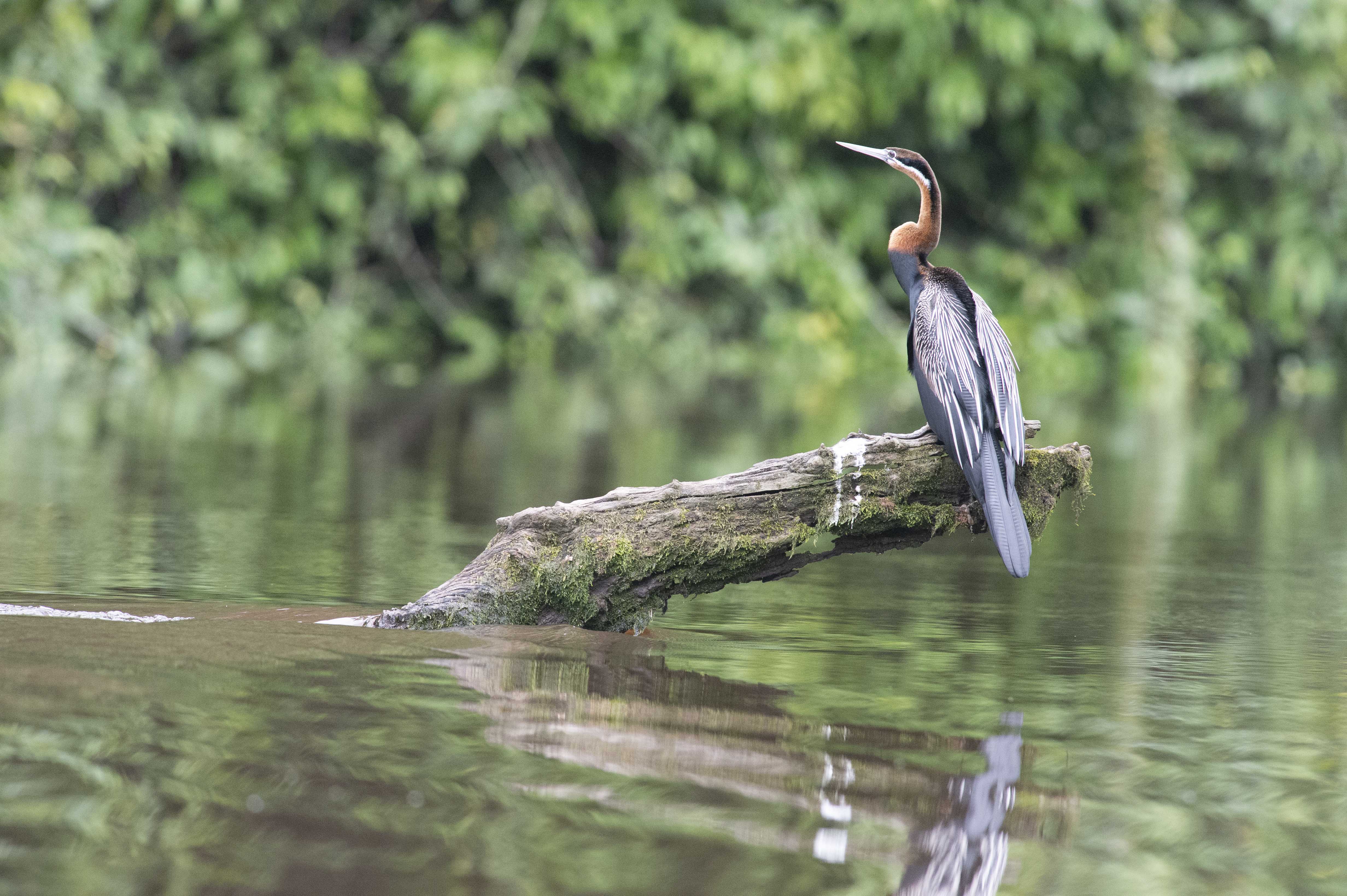 DISCOVER GABON NATIONAL PARK