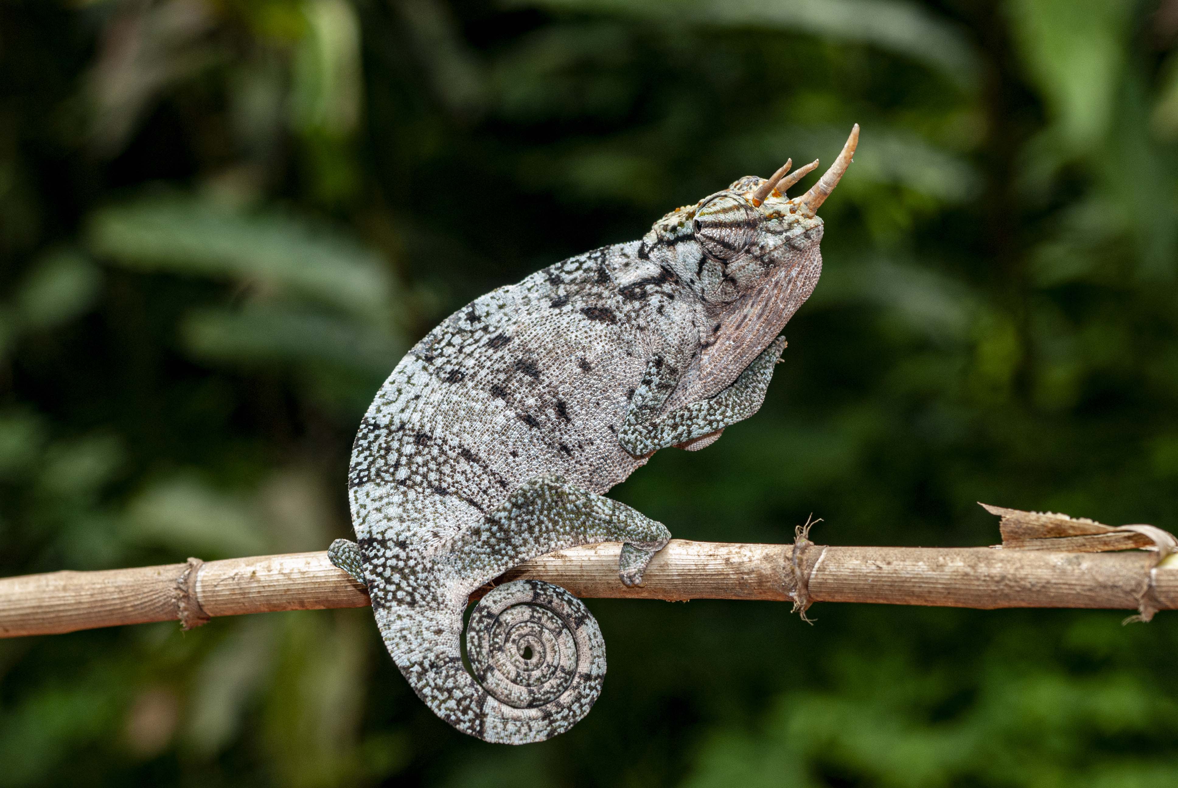 DISCOVER GABON NATIONAL PARK