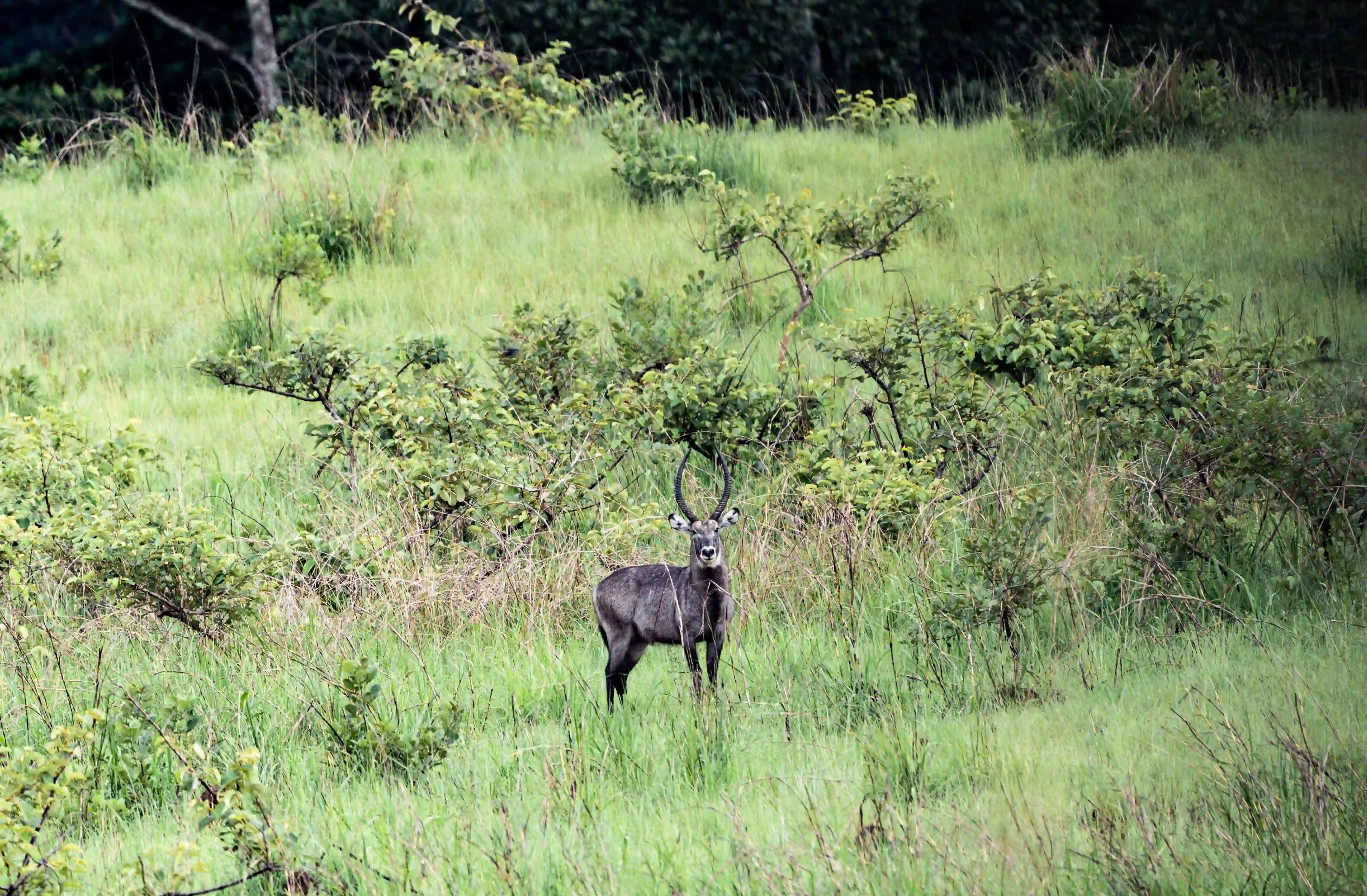 DISCOVER GABON NATIONAL PARK