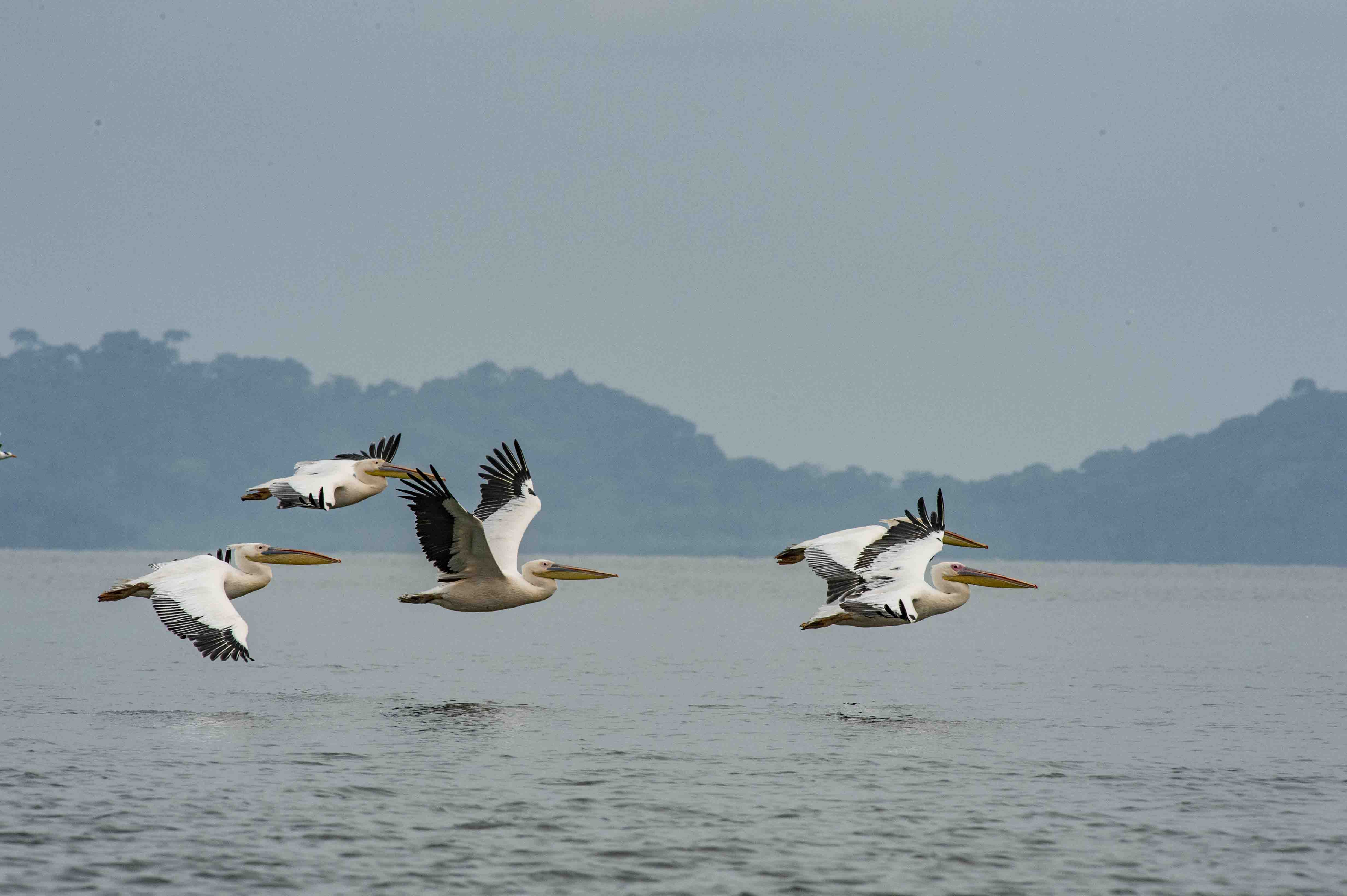 DISCOVER GABON NATIONAL PARK