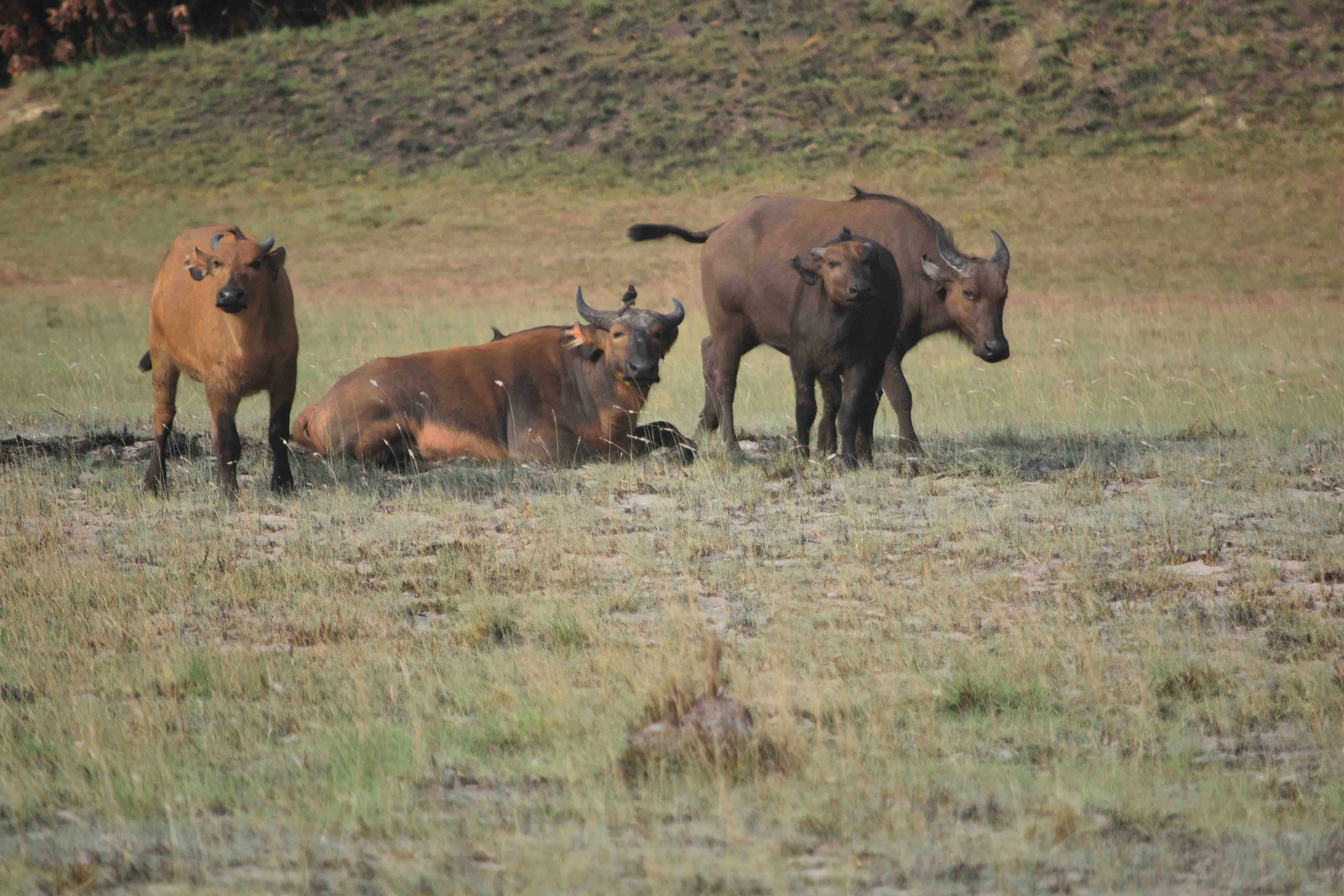 DISCOVER GABON NATIONAL PARK