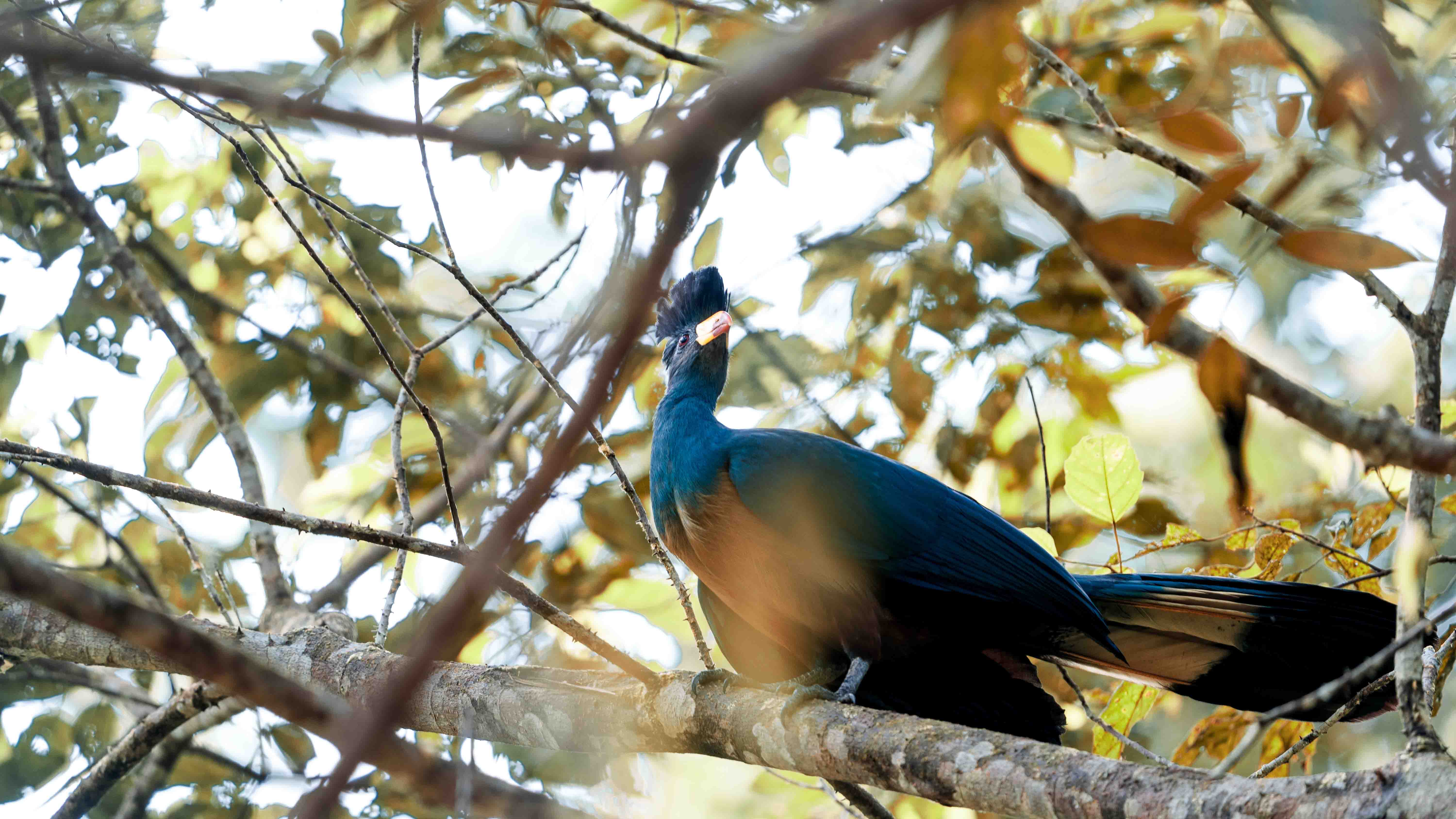 DISCOVER GABON NATIONAL PARK